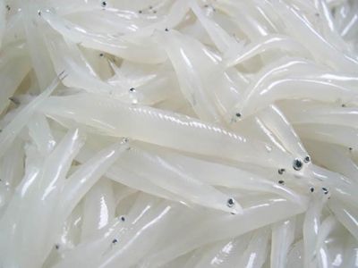 小银鱼的营养价值
