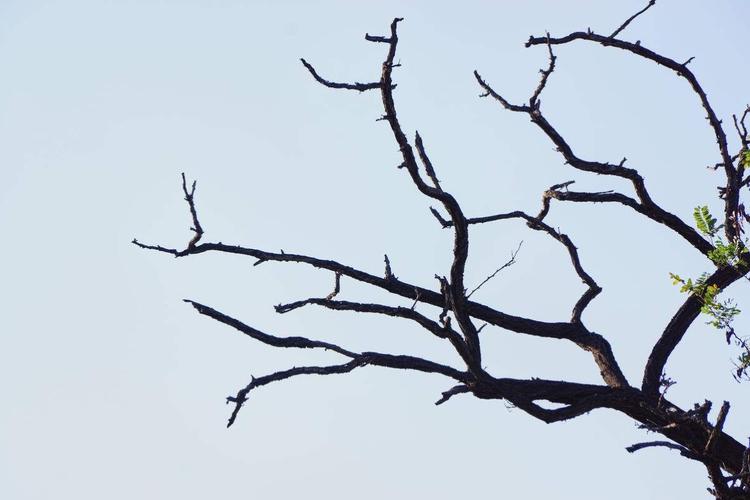 胥口镇中心幼儿园小三班------我与树枝做游戏