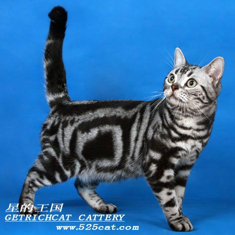 我们繁育的美国短毛银色标准虎斑猫.