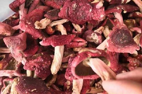 0/斤 云南野生红菇