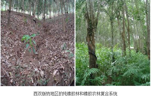 定量评价橡胶农林复合系统对西双版纳地区土壤物理和水文条件的改良