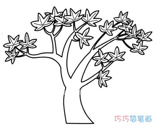 秋天枫树的画法步骤 枫树简笔画图片