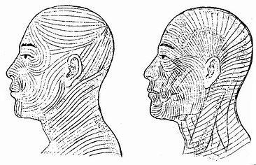然后进一步的研究发现有一些部位特别是面部显示皮肤大多数胶原纤维与