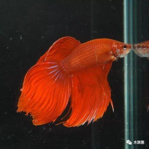 金条鲫(puntius sachsii)唐鱼(tanichthys albonubes)马口鱼(zacco
