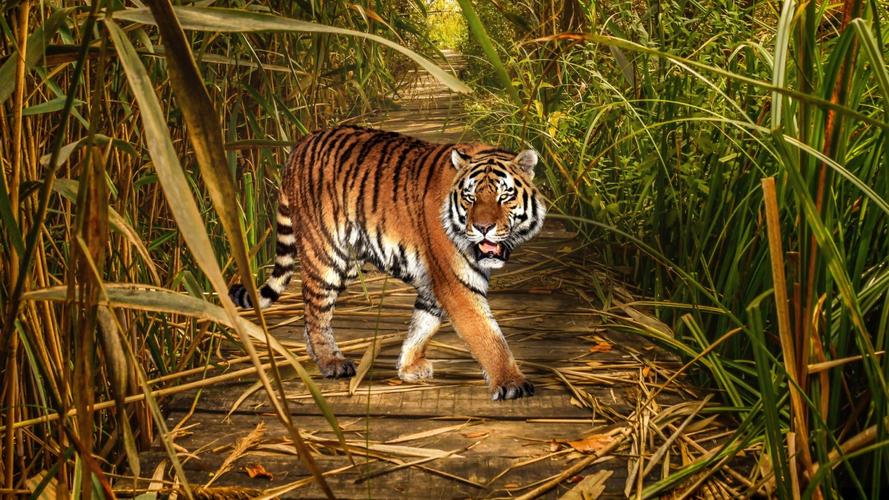 猛兽老虎图片,分享一组分类动物图片给大家,图中的桌面壁纸壁纸