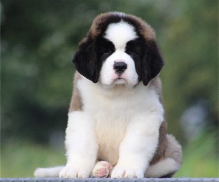 纯种犬繁殖基地出售顶级圣伯纳幼犬 品相优良签订协议