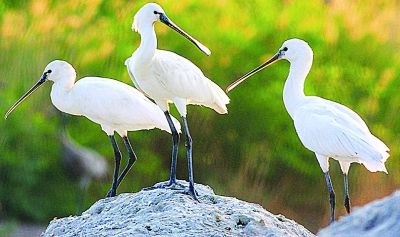 冬候鸟鸬鹚抢先赴南京过冬