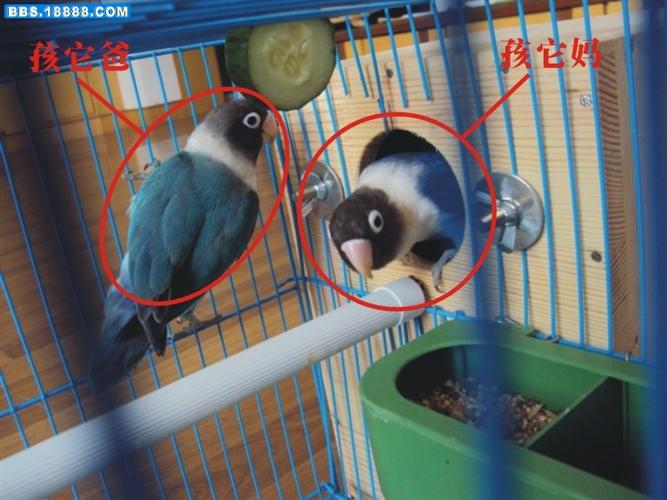 第一次养的牡丹鹦鹉下蛋了.