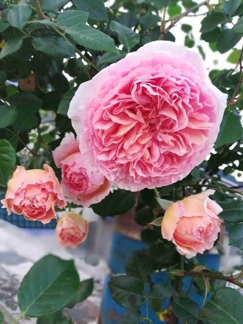 网易首页>网易号>正文申请入驻> 比起其他品种的藤本月季,亚伯算是