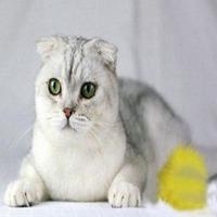 苏格兰折耳猫表情包【点击鼠标右键下载】