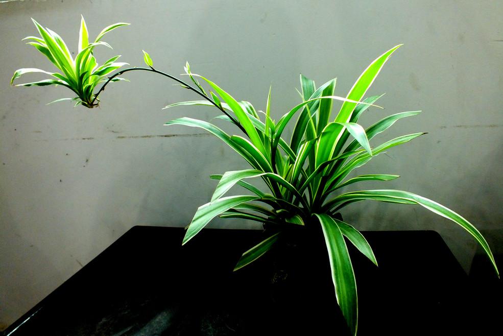 吊兰最喜欢这种酸酸的肥水,每个月用一次,很快就能长成绿瀑布