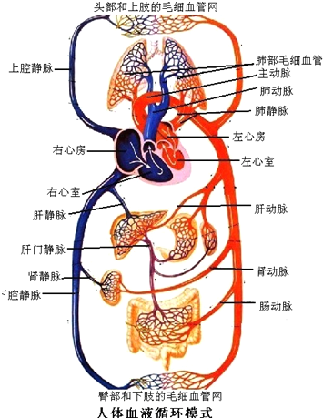 c,体循环的路线是:左心室→主动脉→各级动脉→身体各部分的毛细血管