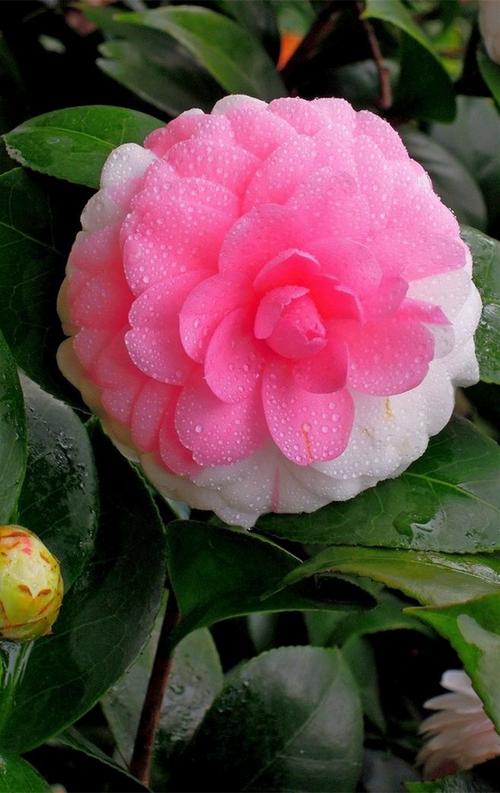 山茶花