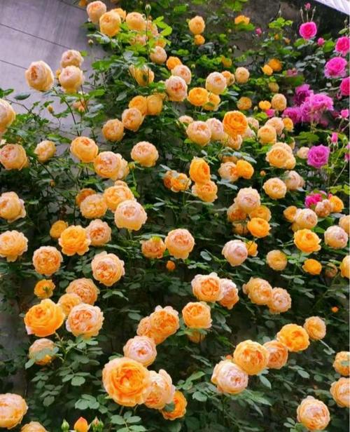 院里养棵"黄金庆典",花朵漂亮花香浓,四季有花|月季