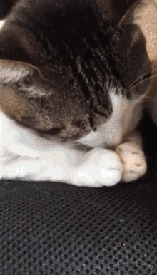 220_386gif 动态图 动图