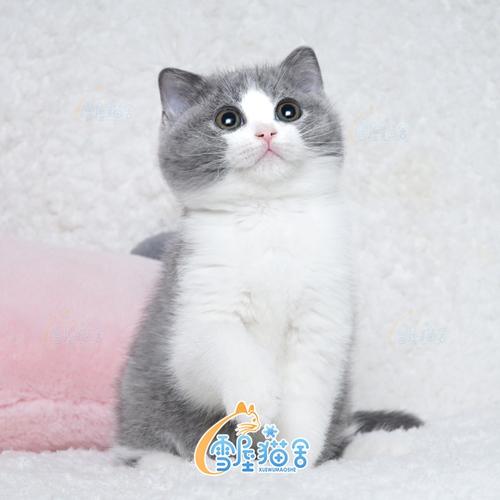 英短蓝猫幼猫蓝猫宠物猫英短蓝白英短猫蓝白蓝白猫英国短毛猫