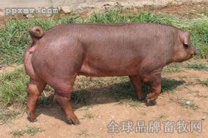 新美系杜洛克母猪