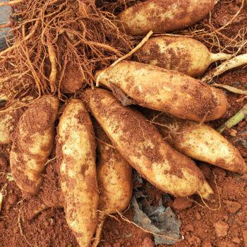 现货今年新果云南天山正宗雪莲果特级现挖水果新鲜当季红心黄心一整箱