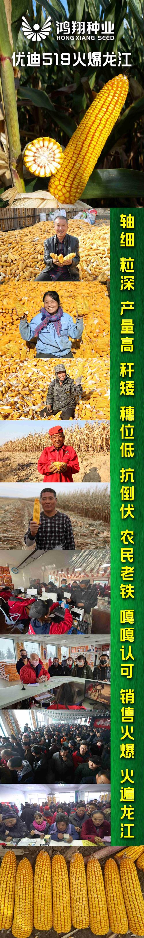 【鸿翔种业】优迪519玉米新品种火爆龙江!