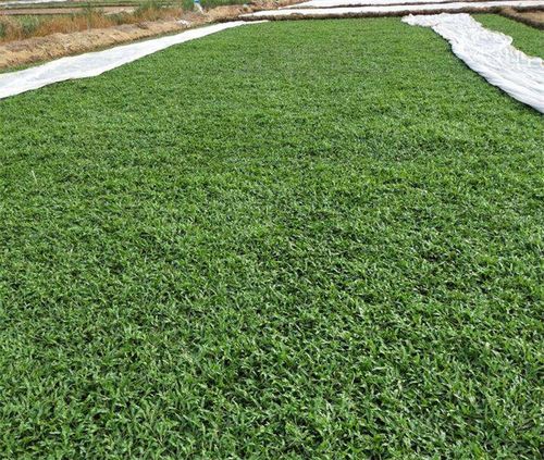 横沥镇大叶油草块厂家东莞大量收购大叶油草