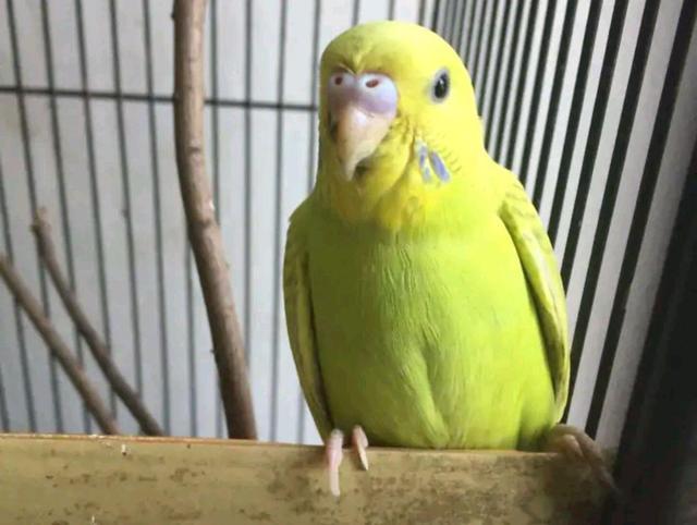 虎皮鹦鹉易误食花草,放出笼活动要谨慎!