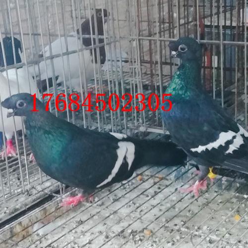 出售栏杆鸽 红头鸽子 毛脚两头乌鸽 墨环鸽 金眼白鸽