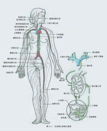 淋巴系统的介绍