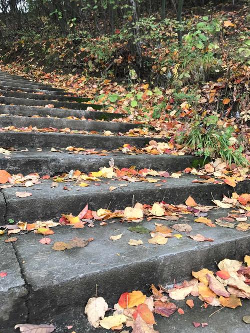 秋风萧瑟落叶尽,秋殇离落悲凉至,浅秋固然是萧条的,偏偏唯独喜欢秋的