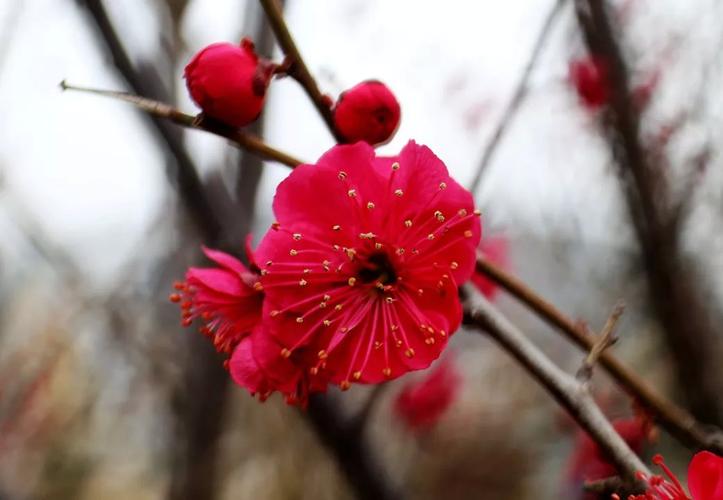 朵朵梅花开