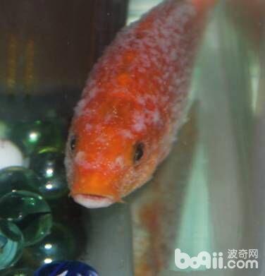 锦鲤鱼白点病非常严重