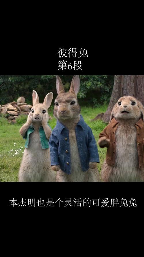 本杰明--谁还不是个可可爱爱的小胖兔子92