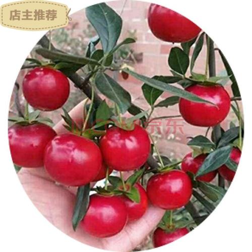 劲胜(jin sheng) 金弹子血红果小苗 金弹子小微型盆景