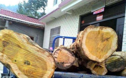 原创1种山野"杂树"不起眼,不料是珍贵"皇帝树",曾万金难买1方木