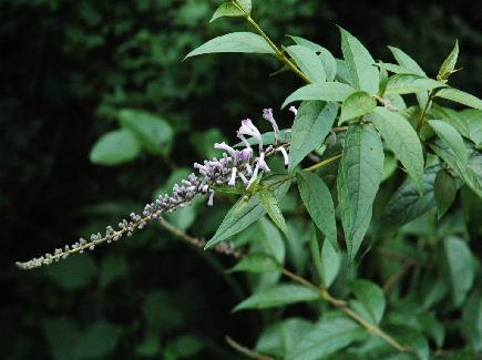 别    称:闭鱼花,痒见消,鱼尾草,樚木,五霸蔷