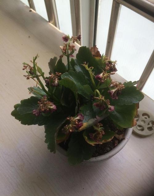 如果情况严重,长寿花叶子的三分之一或者有三分之一的叶子都出现黄尖