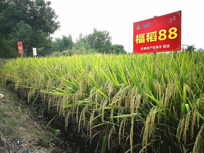 国家籼稻收购价6年来首次上调,高产又优质的"福稻88"倍受青睐