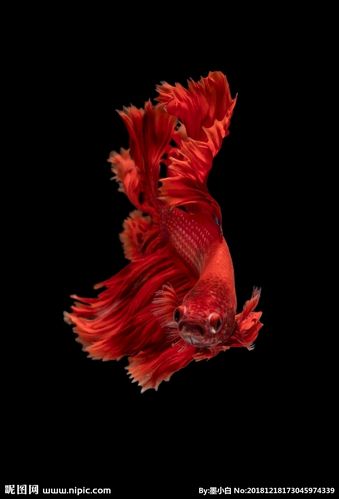 红色金鱼图片