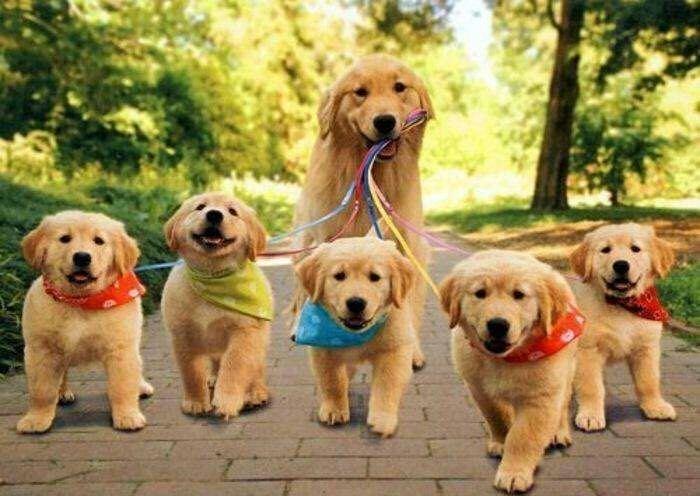 湖北宜昌金毛犬养殖麻烦么?