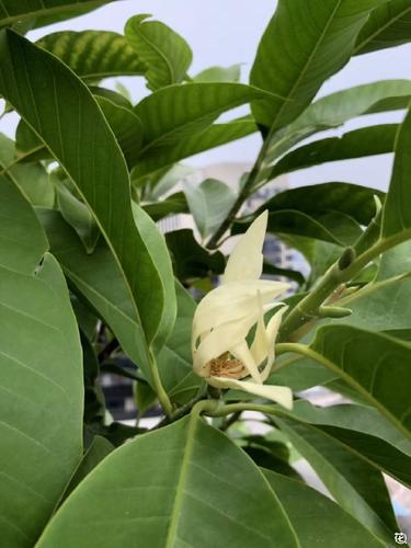 白兰花叶子有锈斑