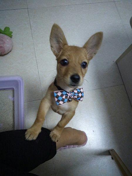 有人说这是小鹿犬,有人说是土狗.到底是什么狗狗呢?