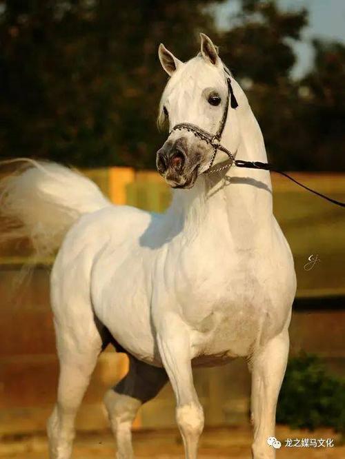 阿拉伯马白色系美图鉴赏