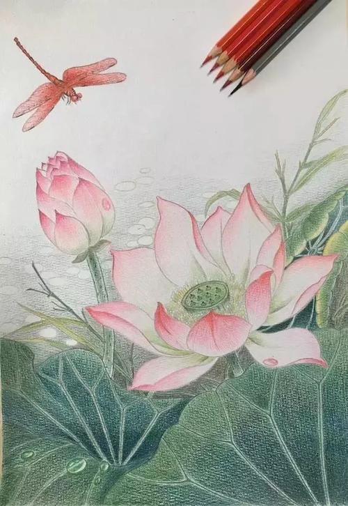 彩铅临摹工笔荷花