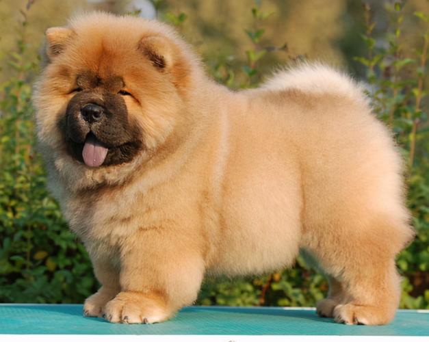 松狮犬是个宝,有这6个好处,可惜一些人都不知道