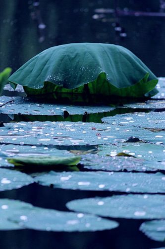 雨落荷塘-----咸阳南彩霞拍景