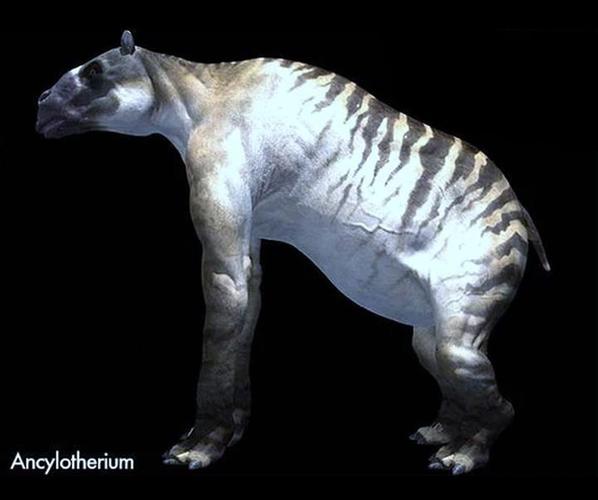 古代所指的"驳"到底是一种什么动物?