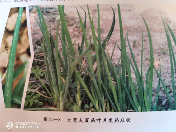 大葱,洋葱,香葱病虫害