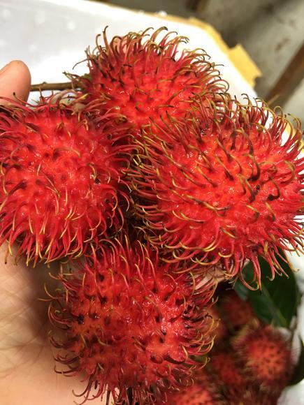 【宏丰精选 】越南红毛丹 毛荔枝 也称毛龙眼 属于热带水果 性温 果肉
