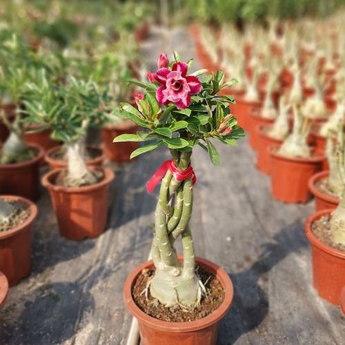 特大重瓣多色沙漠玫瑰开花不断大型盆景带花苞怪根老桩耐旱植物 - 最