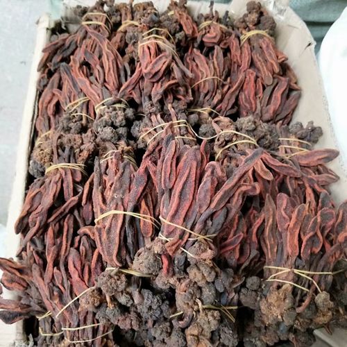 产地批发-中药材回春草 顶天柱 草苁蓉 泡酒料