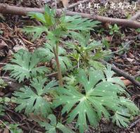 虎掌草(溪畔银莲花,见风青,见风蓝)